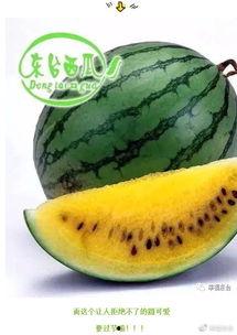 全球最美吃瓜群众,见证美食盛宴的视觉盛宴