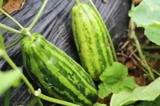 梦见进瓜地吃瓜是啥意思,瓜地吃瓜预示着什么？