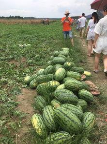 吃瓜之旅头像,揭秘网络红人头像背后的故事