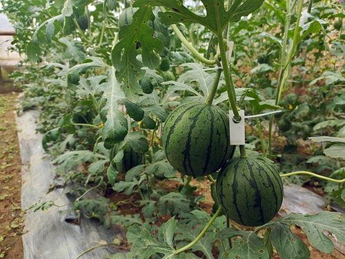 吊瓜秋瓜结多久可以吃,吊瓜秋瓜成熟周期与食用时机揭秘