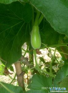 吊瓜秋瓜结多久可以吃,吊瓜秋瓜成熟周期与食用时机揭秘