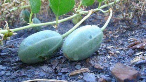 麦瓜发芽可以吃吗有毒吗,可食用还是有毒隐患？