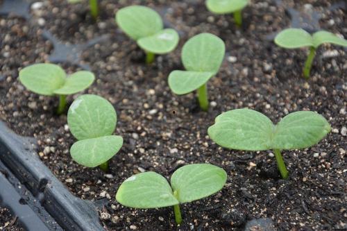 麦瓜发芽可以吃吗有毒吗,可食用还是有毒隐患？