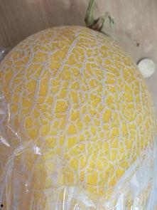 吃冰哈密瓜吐了