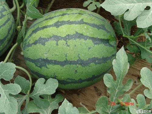 瓜用来做啥吃,探索各种瓜的美食用途