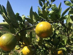 橘吃瓜,探寻水果界的跨界美味之旅