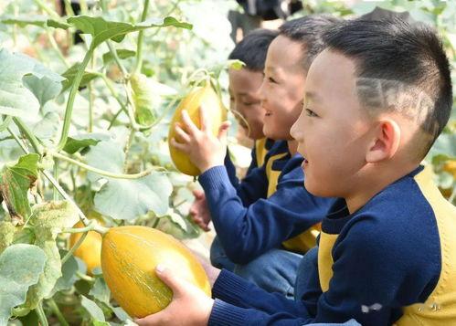 内蒙海拉吃瓜,一场别开生面的夏日盛宴