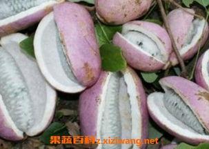 恩施吃瓜事件视频,一场引发热议的网络风波