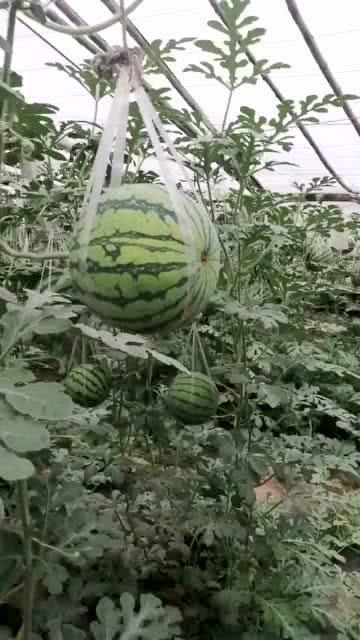 吊瓜熟了怎么吃