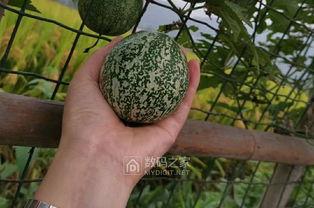 吊瓜熟了怎么吃