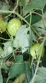 吊瓜熟了怎么吃