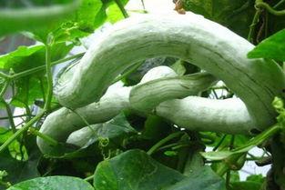 蛇瓜怎么吃最好,解锁健康美味新选择