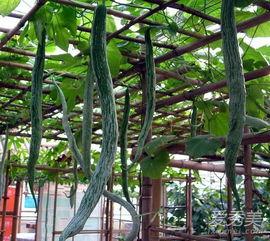 蛇瓜怎么吃最好,解锁健康美味新选择