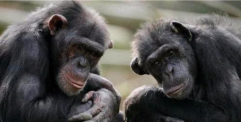 女人吃瓜变成猩猩,揭秘女性神秘异变之谜