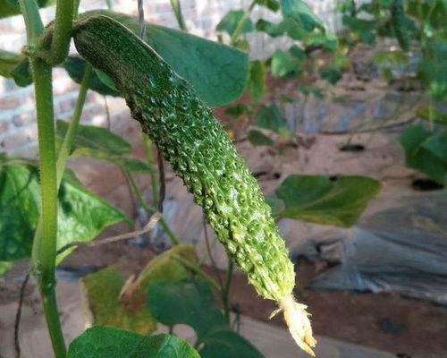 晓北吃瓜,揭秘娱乐圈那些不为人知的幕后故事