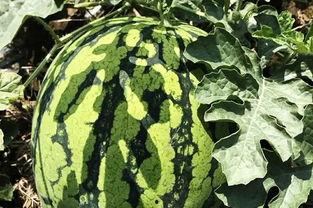 晓北吃瓜,揭秘娱乐圈那些不为人知的幕后故事