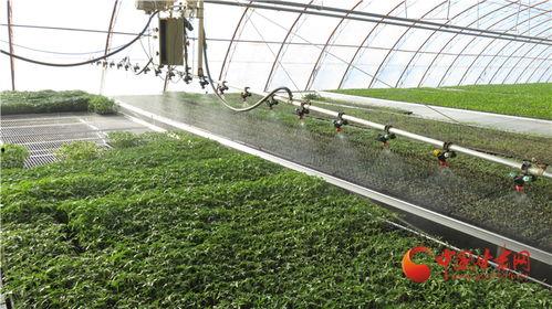 瓜州镇上吃的,舌尖上的历史印记