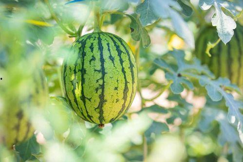 红茄瓜怎么吃最好,探索最佳食用方法