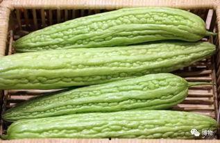 吃瓜超级苦,探寻苦涩背后的秘密