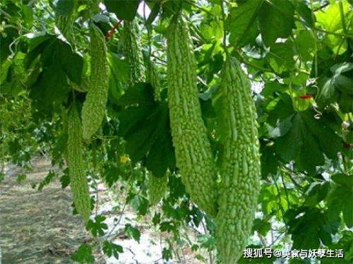 吃瓜超级苦,探寻苦涩背后的秘密