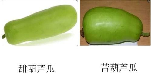 吃瓜超级苦,探寻苦涩背后的秘密