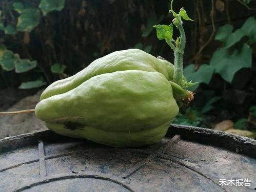 晒干扶手瓜怎么吃,晒干扶手瓜的多样食用方法探索