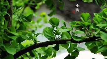 吃凉瓜最佳时间,凉瓜的最佳食用时间揭秘