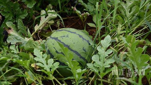 海花沟吃瓜,尽享田园生活乐趣