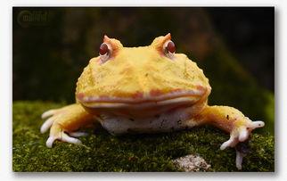 瓜哥吃瓜神奇动物在哪里