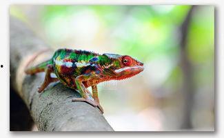 瓜哥吃瓜神奇动物在哪里