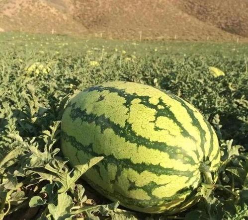 求吃瓜地址,探寻热门吃瓜地址背后的故事