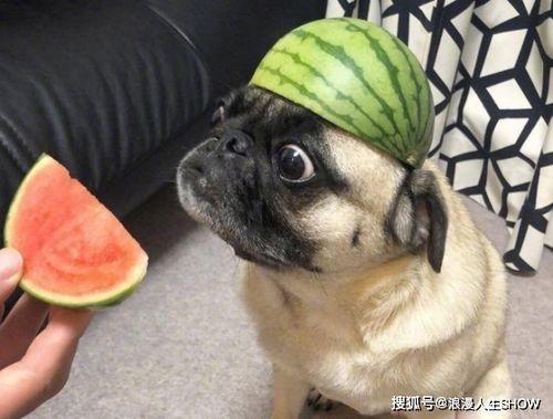 小辛在吃瓜,一场别开生面的吃瓜盛宴