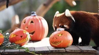 快递公司前排吃瓜,揭秘快递员背后的生活点滴