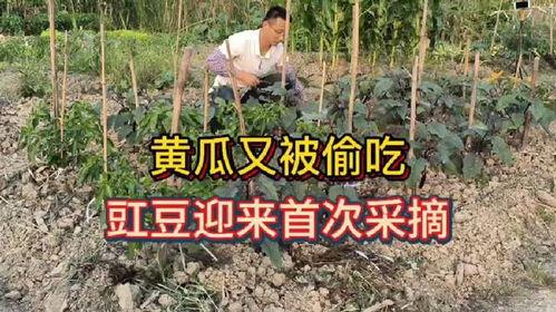 在菜地吃瓜,菜地里的悠闲时光