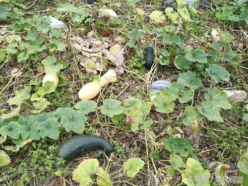 蒌瓜可以当菜吃