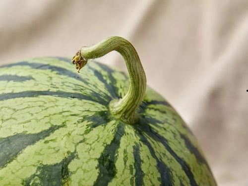 15人吃瓜,共享欢乐时光