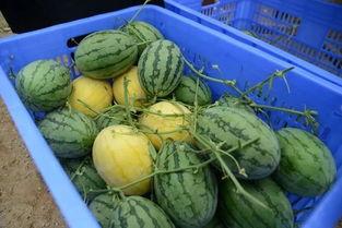 台州吃瓜闲聊群,邻里间的欢乐时光