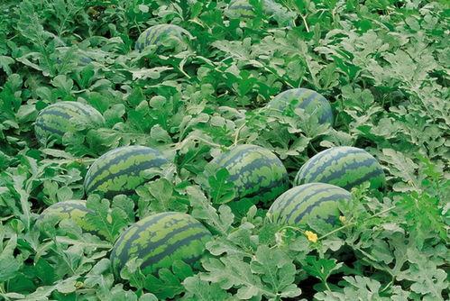 台州吃瓜闲聊群,邻里间的欢乐时光