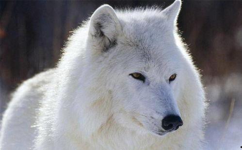 吃瓜白狼,揭秘网络红人的崛起与争议