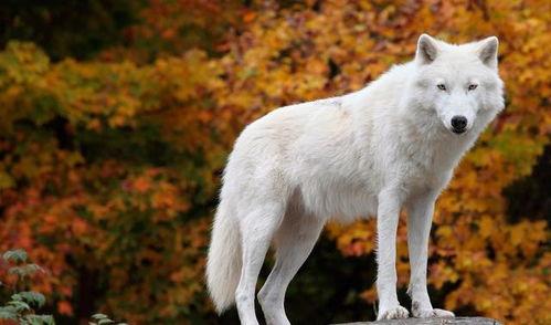 吃瓜白狼,揭秘网络红人的崛起与争议