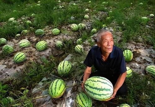 科技吃瓜怎么了,揭秘“吃瓜群众”的科技生活