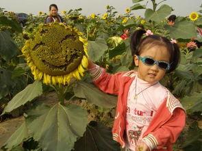 梦见摘瓜吃瓜子,摘瓜吃瓜子，探寻瓜子的神秘寓意