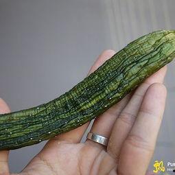 梦到吃小脆瓜,小脆瓜引发的奇幻之旅