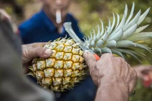 吃菠萝的瓜,探寻热带水果的独特魅力