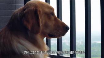 胜利之歌狗吃瓜,胜利之歌中的狗吃瓜奇遇