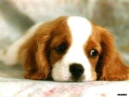 胜利之歌狗吃瓜,胜利之歌中的狗吃瓜奇遇