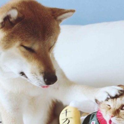 猫狗情侣头像吃瓜,揭秘宠物界的甜蜜爱情故事