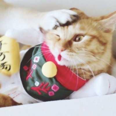 猫狗情侣头像吃瓜,揭秘宠物界的甜蜜爱情故事