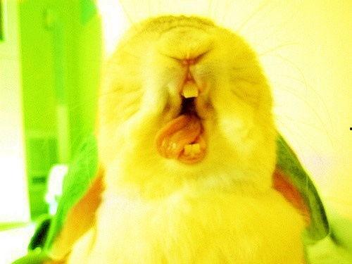 搞笑兔子吃瓜,搞笑兔子大吃瓜，欢乐无限