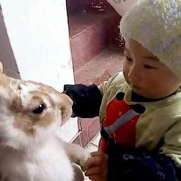 搞笑兔子吃瓜,搞笑兔子大吃瓜，欢乐无限